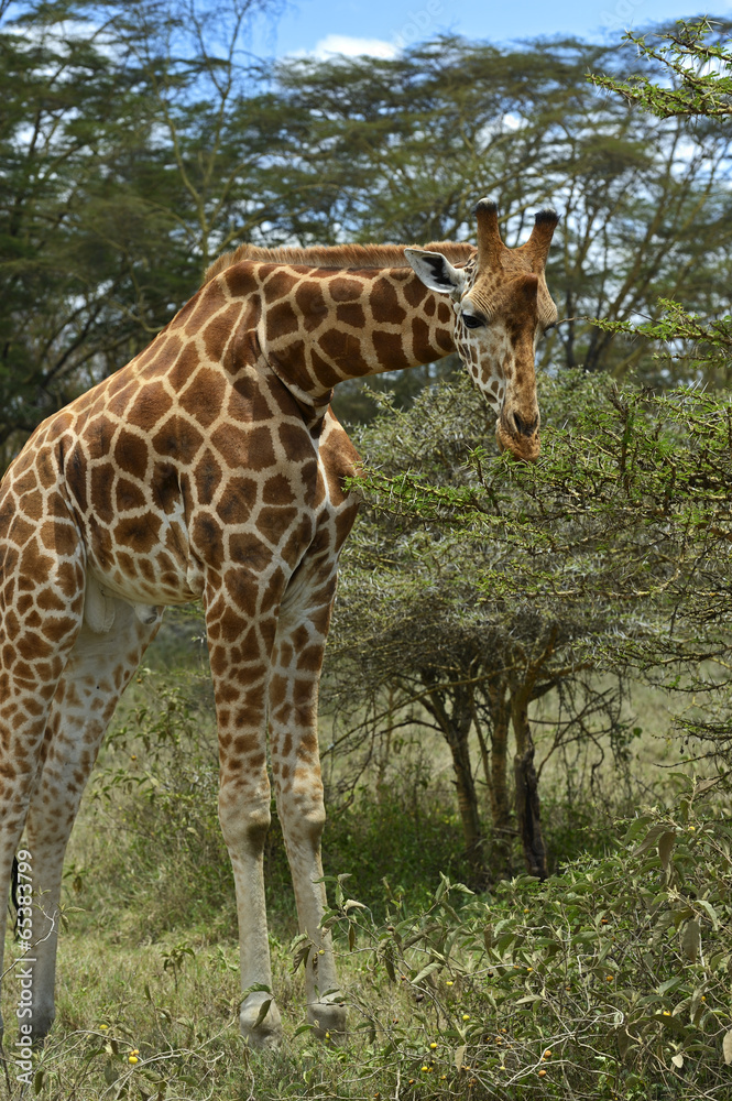 Obraz premium Giraffe