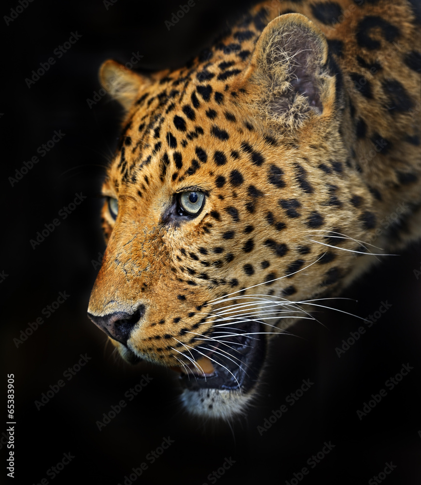 Obraz premium Leopard