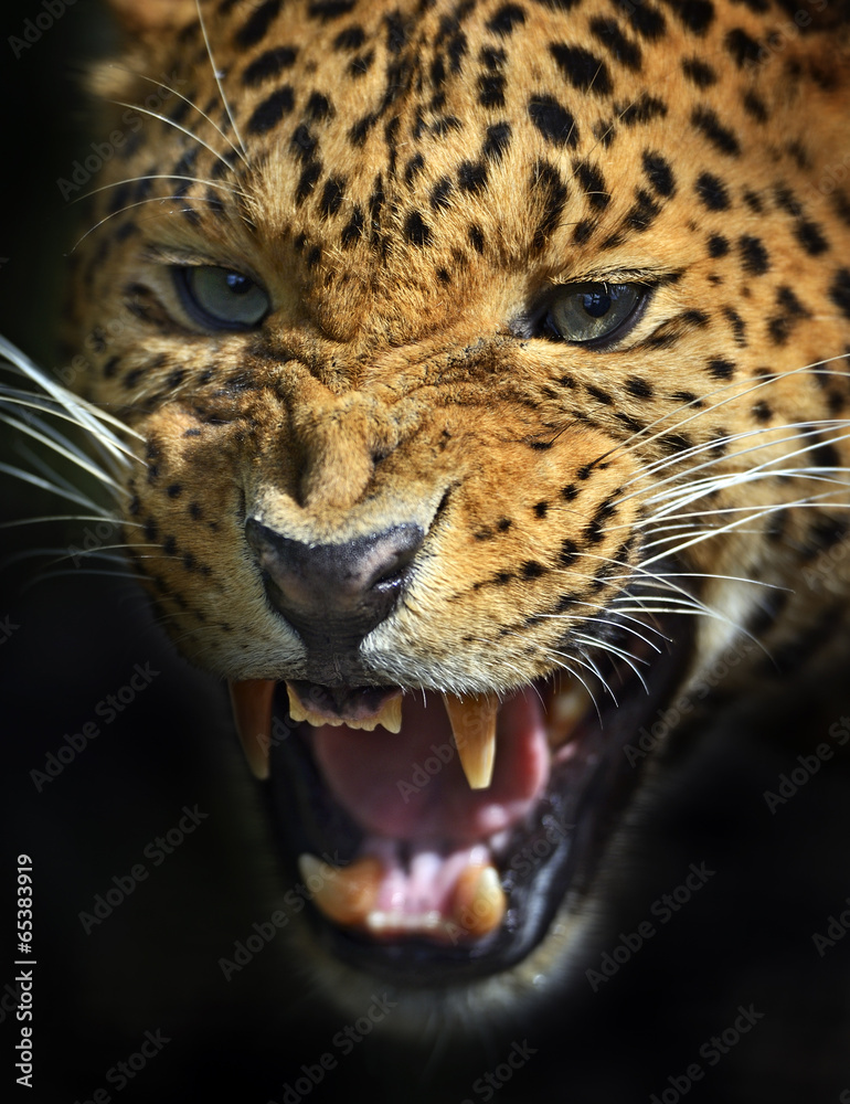 Obraz premium Leopard