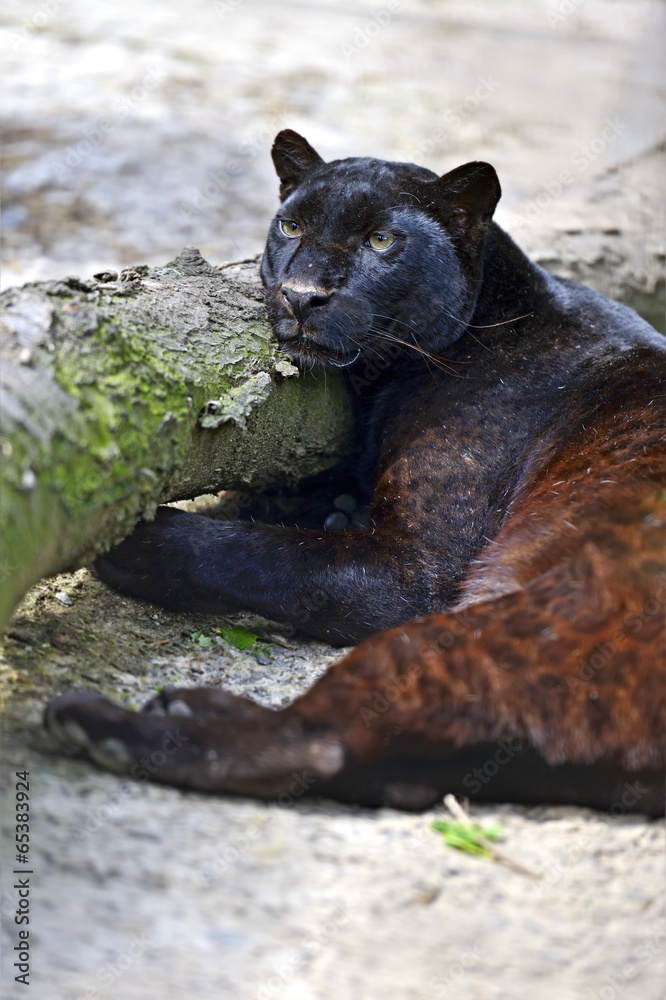 Leopard Leopard
