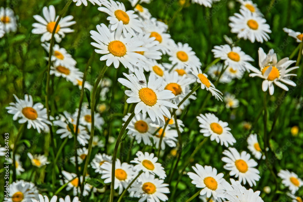 Blumenwiese mit Margeriten Blumenwiese mit Margeriten