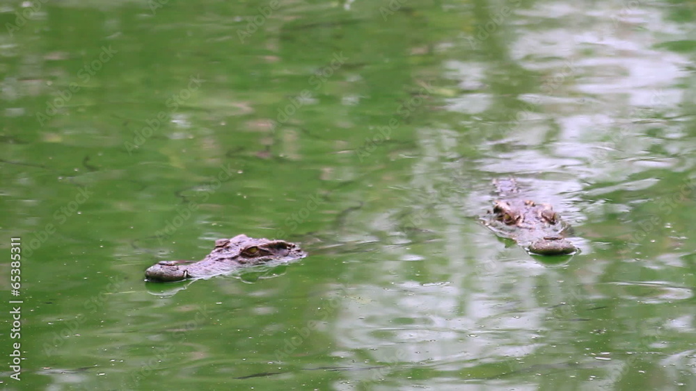 Crocodile on the river, crocodile swims in a jungle river Crocodile on the river, crocodile swims in a jungle river