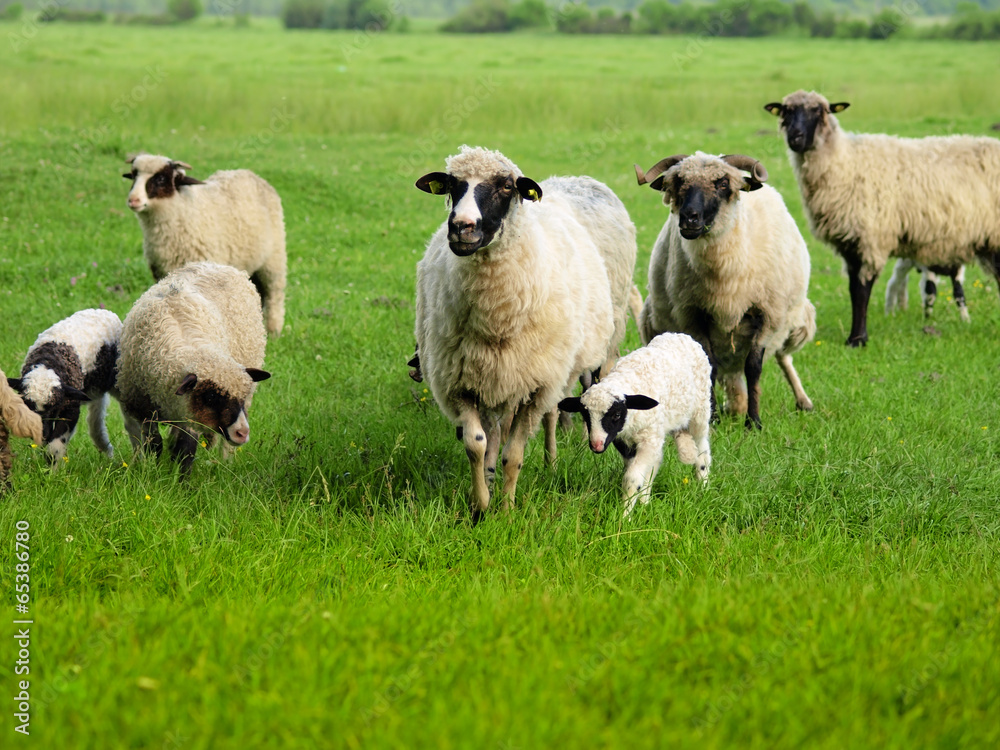 Fototapeta premium sheeps and lamb