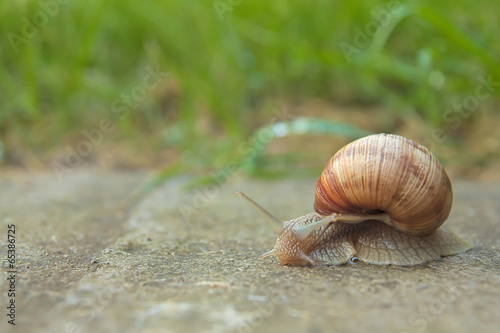 Snail on road