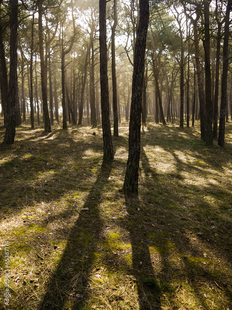 Fototapeta premium Licht im Kiefernwald auf Insel Rügen