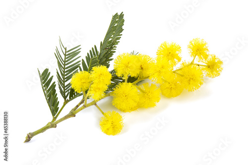 Fototapeta Naklejka Na Ścianę i Meble -  mimosa isolated on white background