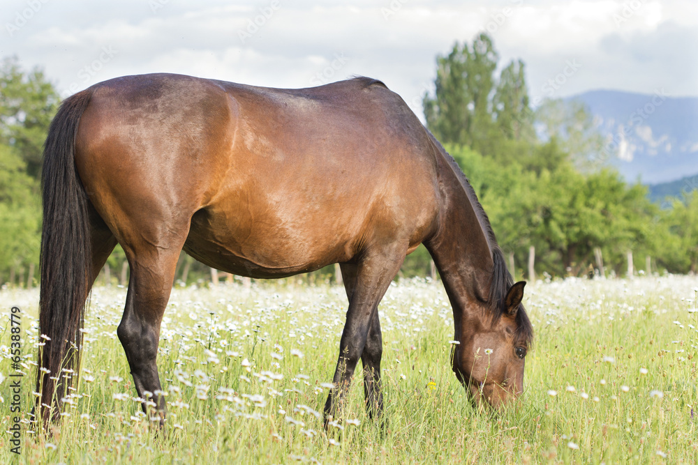 horse grazing on mountain pasture horse grazing on mountain pasture