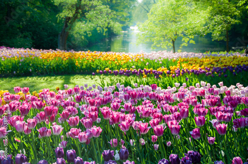 Tulip flowers field