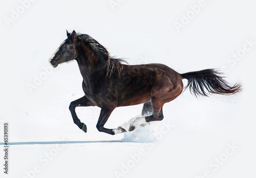 Black horse running in winter
