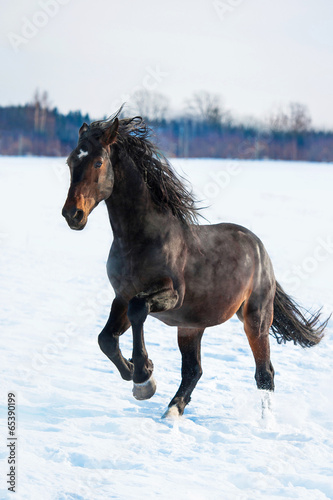 Bay stallion running in winter © Rita Kochmarjova