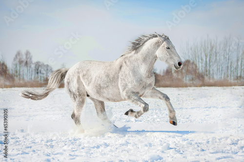 Grey horse running in winter © Rita Kochmarjova