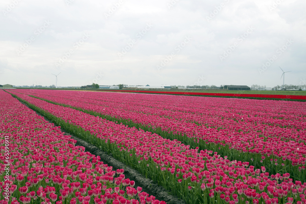 Pink tulips in a dutch spring.