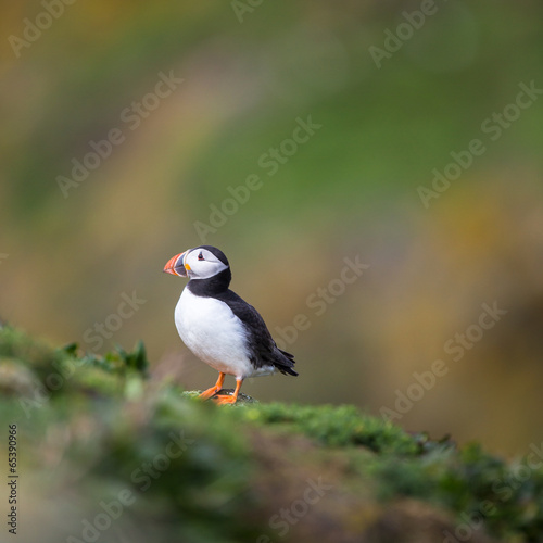 Puffin (Fratercula arctica), Isle of May, Scotland © lightpoet