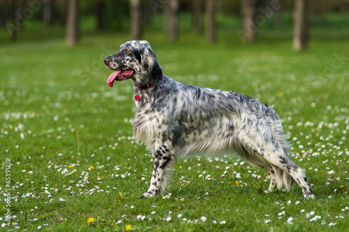 Fototapeta Naklejka Na Ścianę i Meble -  Cute blue belton English Setter dog in a spring flowering meadow
