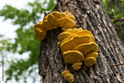 Edible tinder fungus on tree trunk