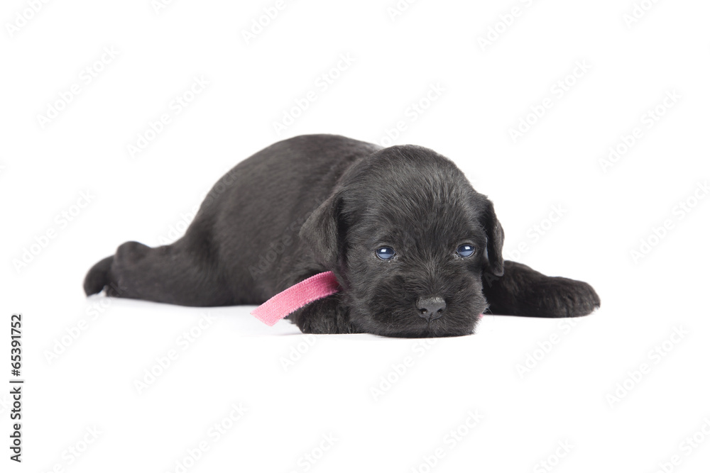 black puppy of Miniature Schnauzer black puppy of Miniature Schnauzer