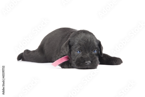 black puppy of Miniature Schnauzer © Nikolai Tsvetkov