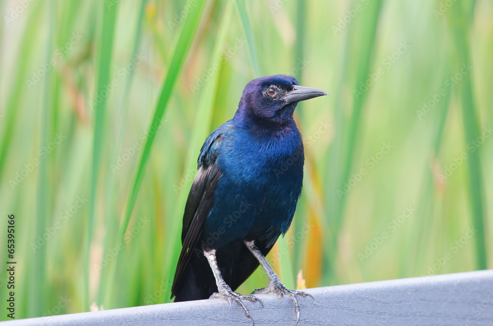Obraz premium Boat-tailed grackle