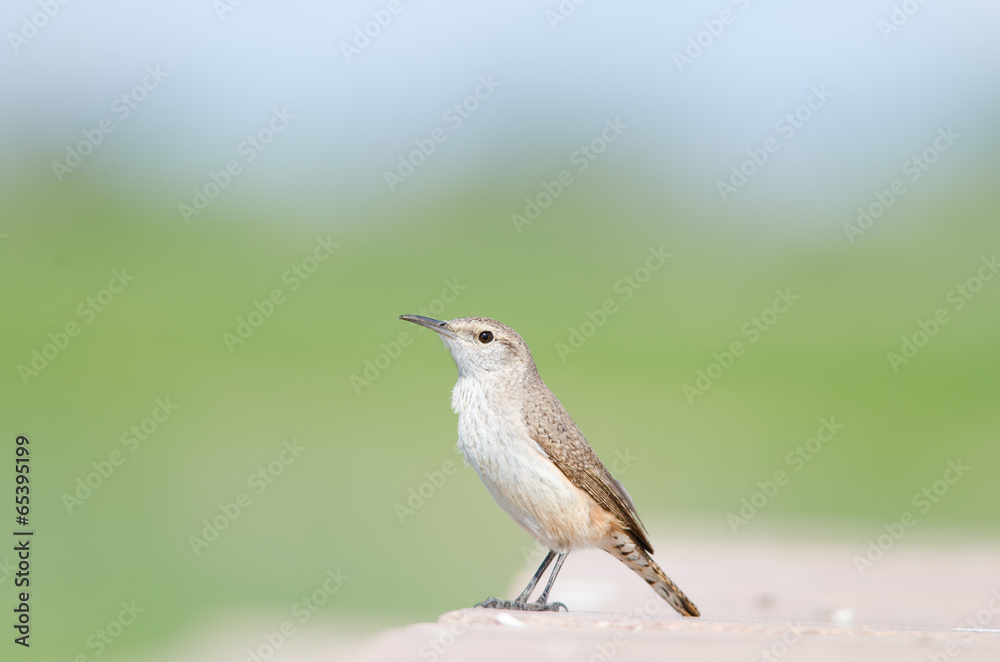Rock Wren Rock Wren