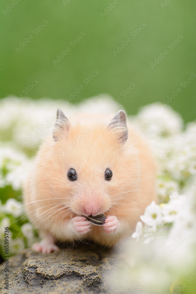 ひまわりの種を食べるキンクマハムスター Stock 写真 | Adobe Stock