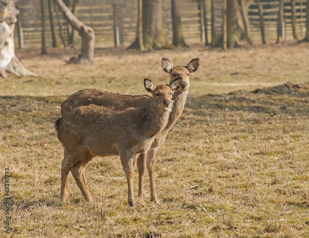 Fallow deer Fallow deer