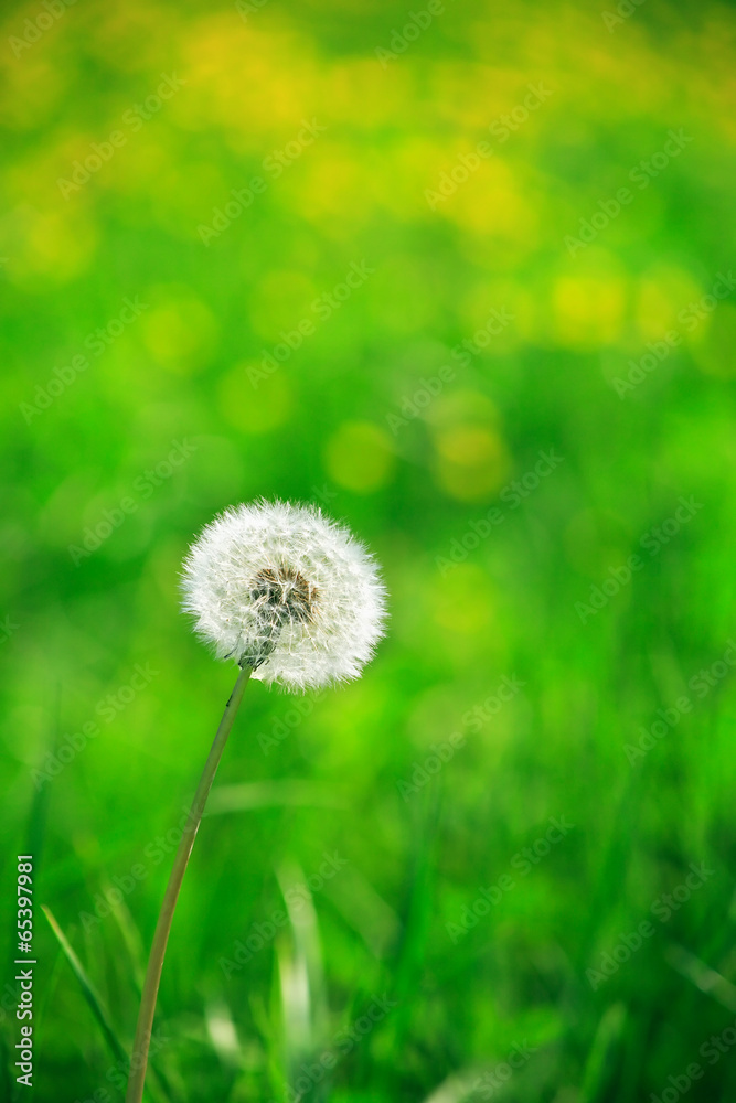 Alone Dandelion Alone Dandelion