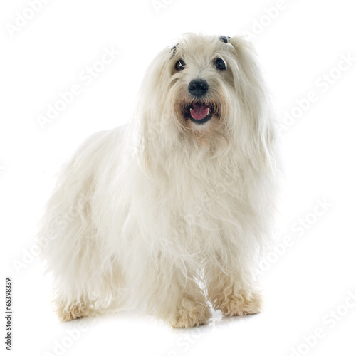 Fototapeta Naklejka Na Ścianę i Meble -  coton de tulear