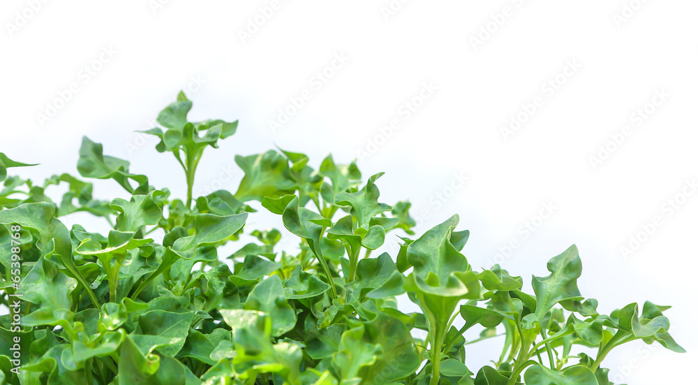 Group of fresh watercress on white Group of fresh watercress on white
