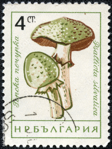 stamp printed in Bulgaria shows Mushrooms photo