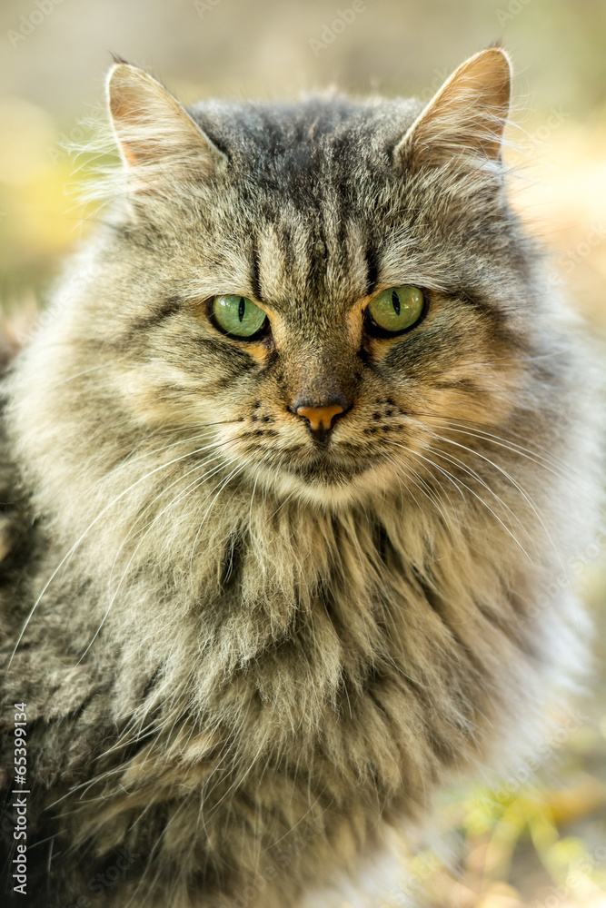 portait of a longhaired cat
