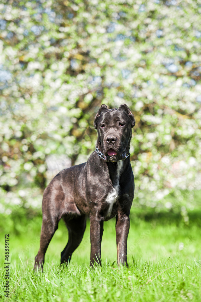 Cane corso standing in the park in spring Cane corso standing in the park in spring