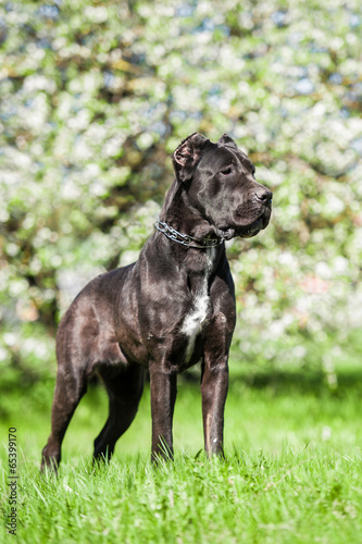 Cane corso standing in the park