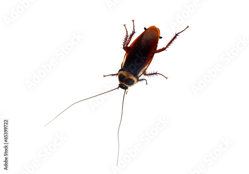 Cockroach on white background © evegenesis