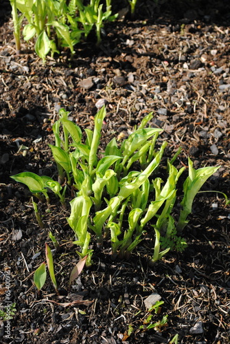 junge Hosta photo