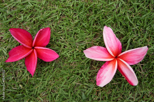 red frangipani on grass