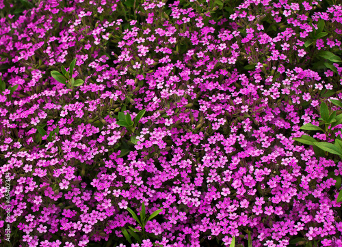flowerbed with pink Phlox subulate