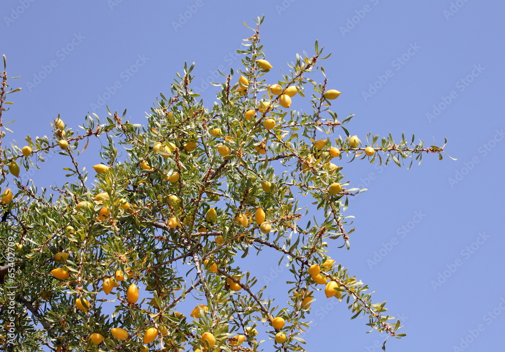 Fruits of Argan tree (Argania spinosa) Fruits of Argan tree (Argania spinosa)