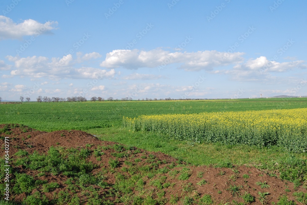 Obraz premium Rape fileld