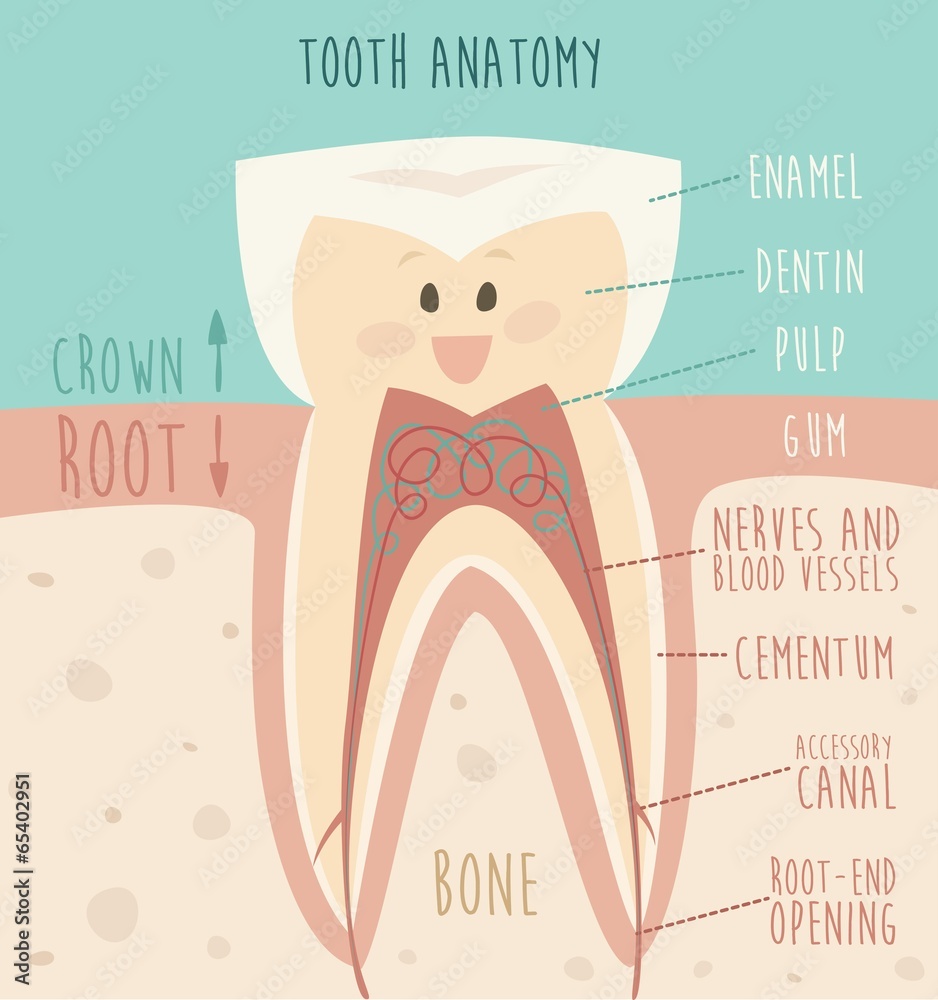 tooth anatomy, funny tooth vector illustration Stock Vector | Adobe Stock