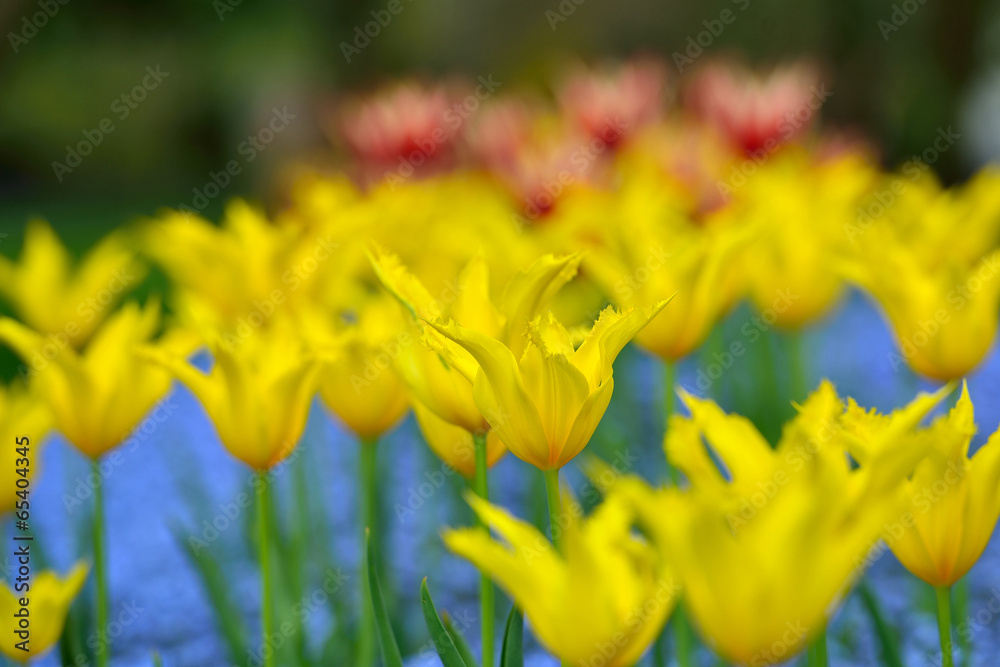 Obraz premium tulip