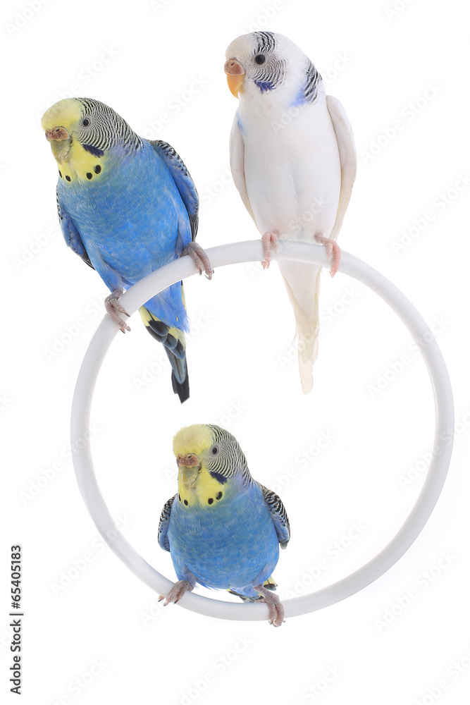 Obraz premium budgie