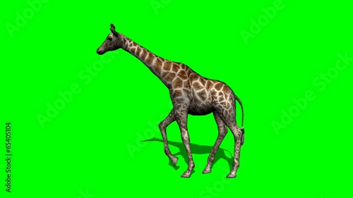 giraffe walking with shadow - green screen