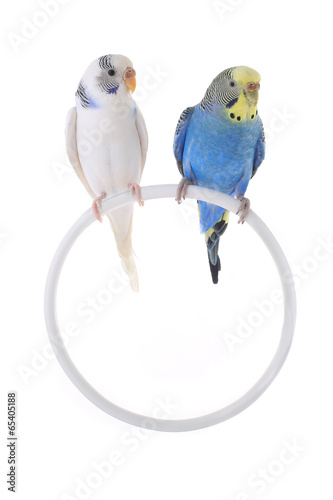 budgie