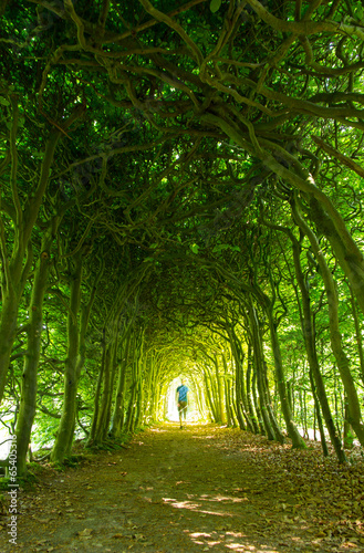 Man walking in a green tunnel of trees photo