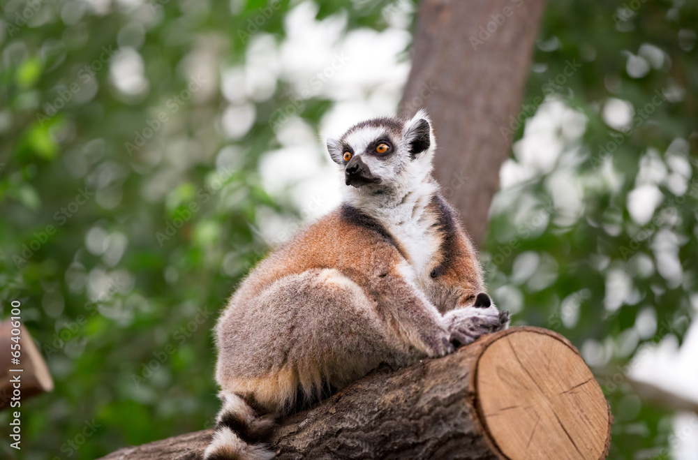 Fototapeta premium Lemur looks out with big