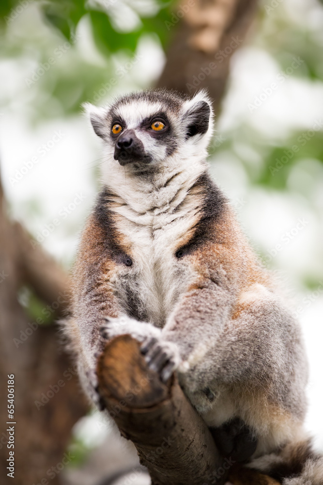 Obraz premium lemur (lemur catta)