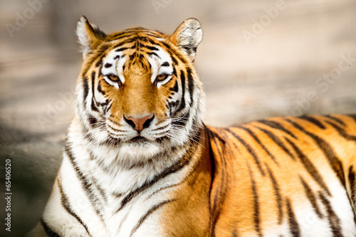 Portrait of amur tiger