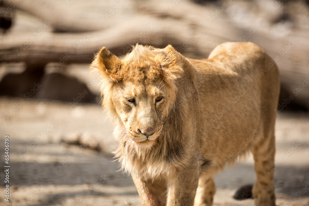 Obraz premium Lioness