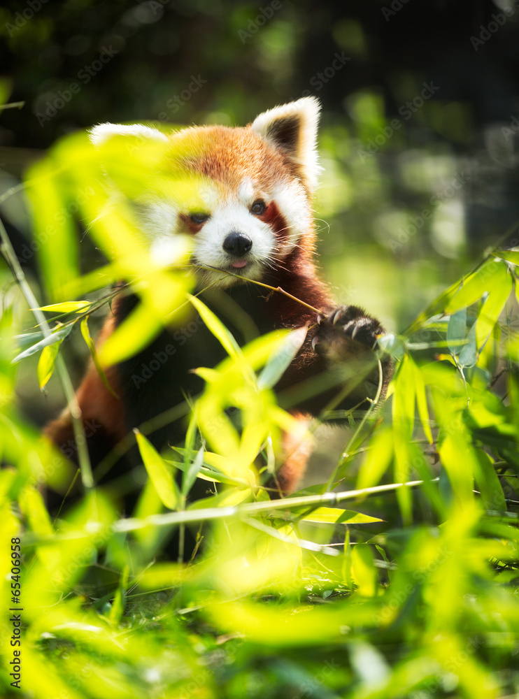 Obraz premium lesser panda eating