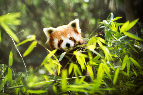 red panda #65406964
